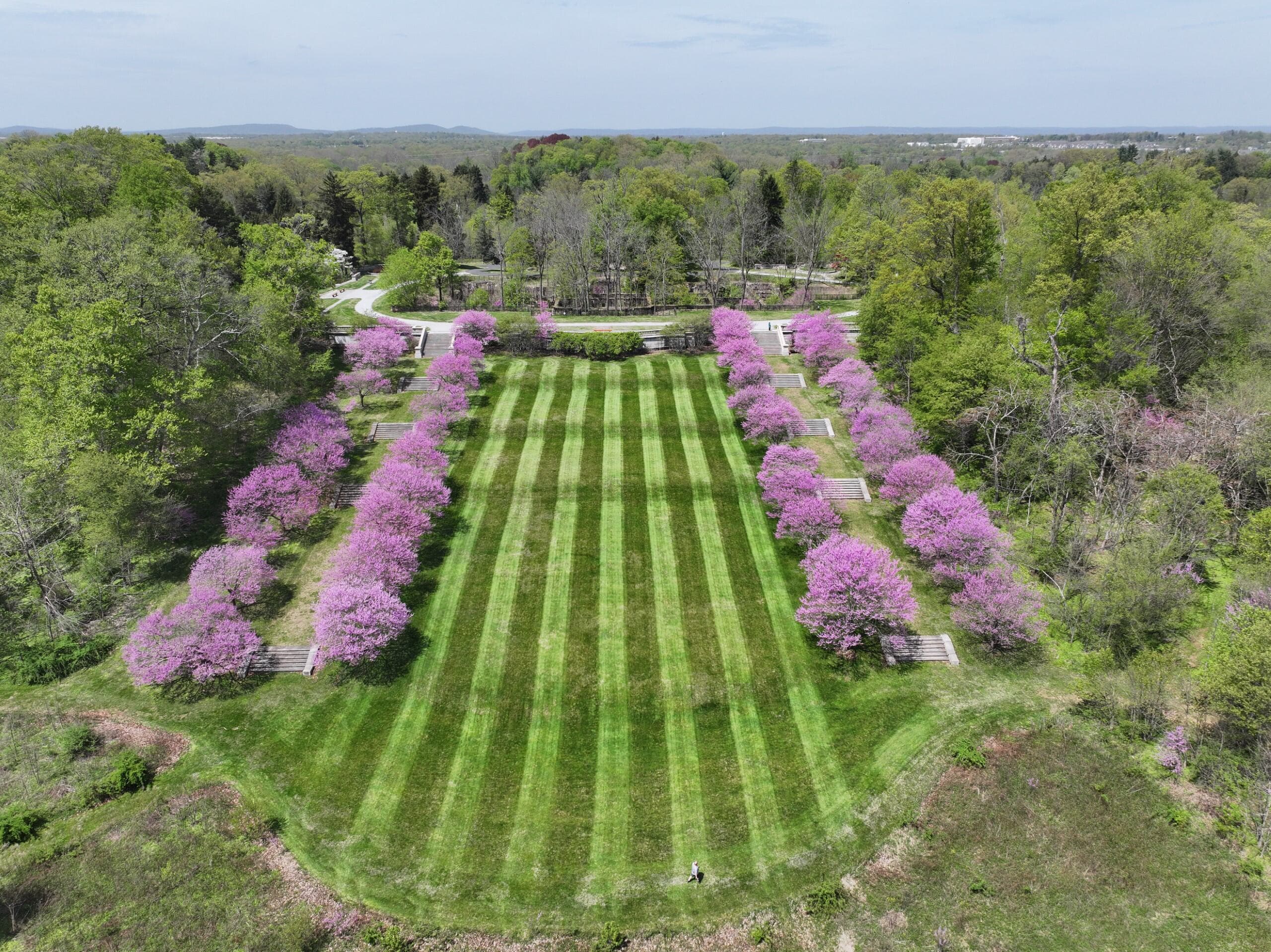 Redbud trees in bloom along Old Foundation Steps at Duke Farms